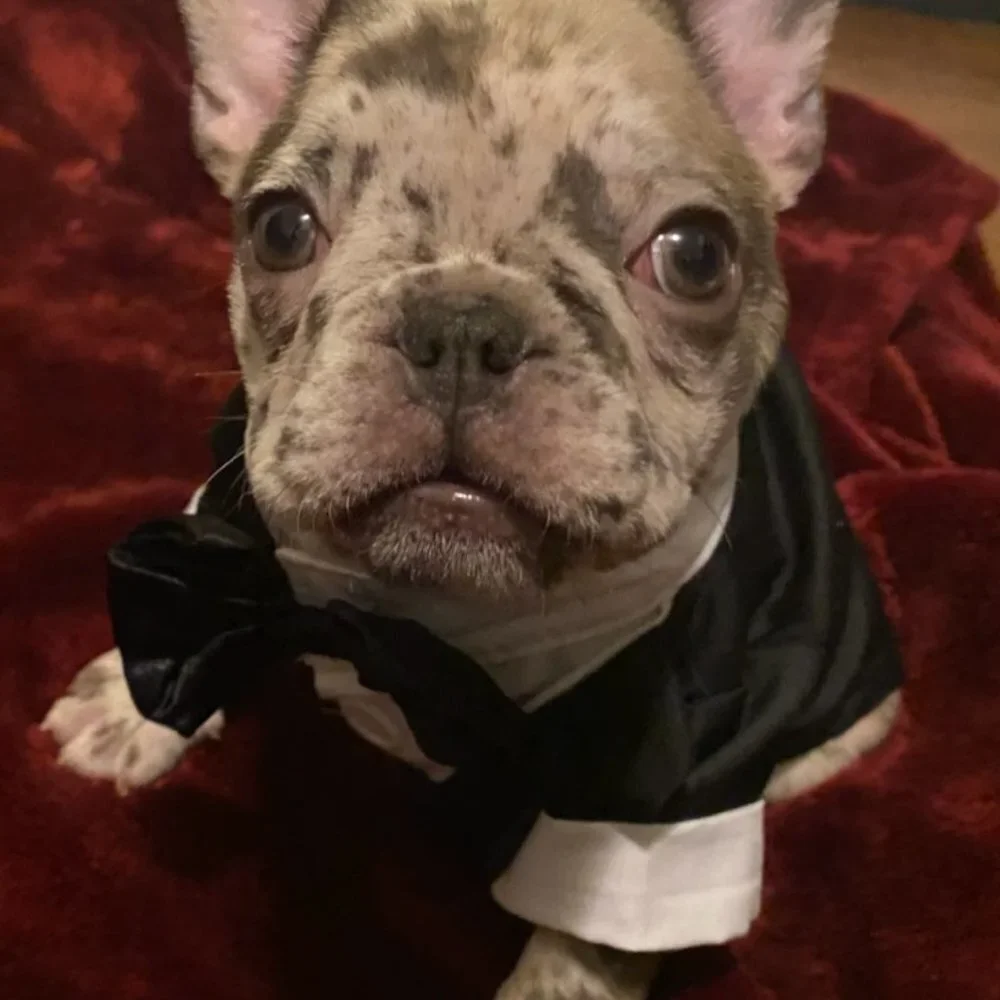 Tuxedo For Dogs Cats Pets With Bowtie Small To XL NEW